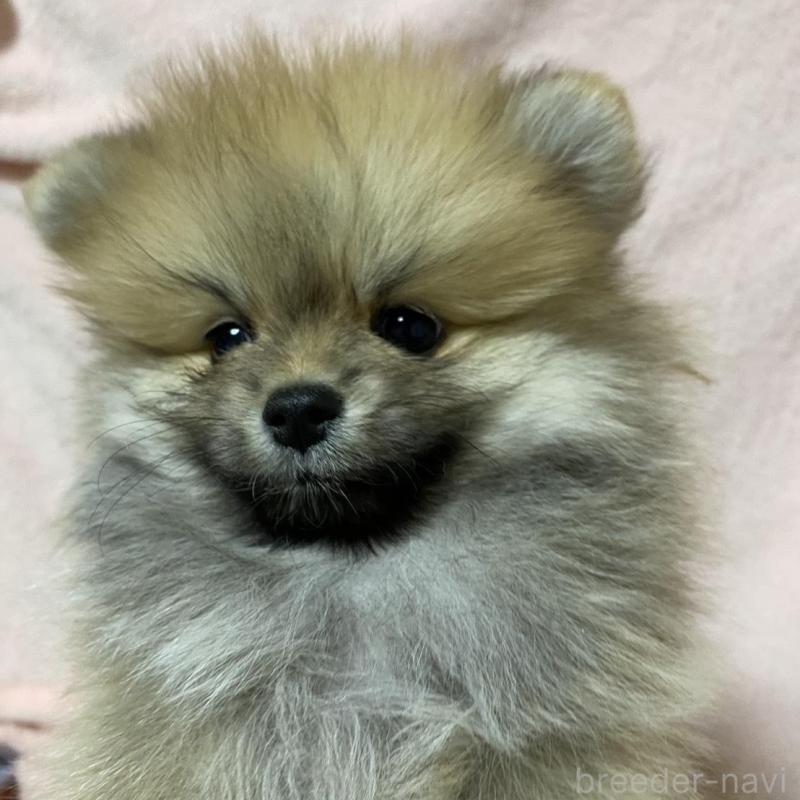 販売中の大阪府のポメラニアン-442280の4枚目