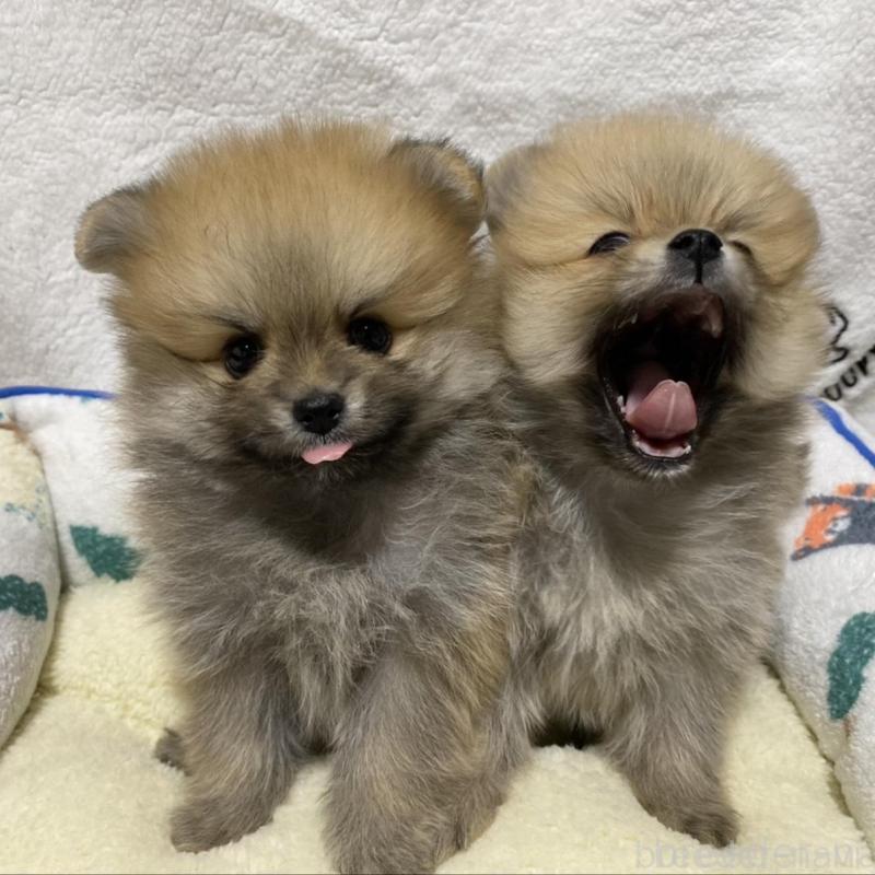 販売中の大阪府のポメラニアン-442280の2枚目