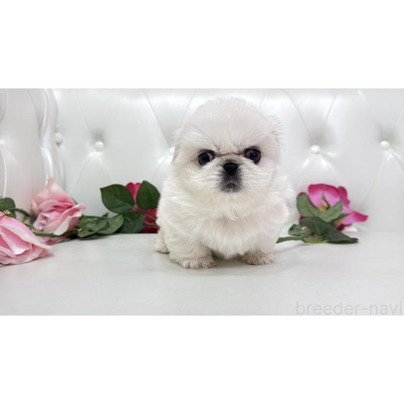 販売中の埼玉県のペキニーズ-439315
