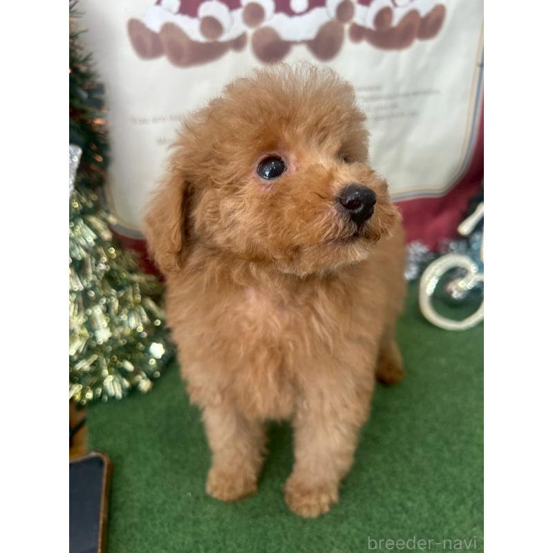 販売中の福岡県のトイプードル-442281の2枚目