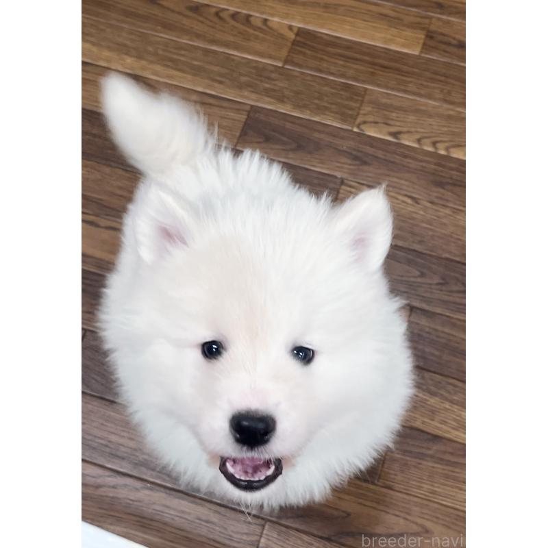 販売中の東京都のサモエド-441535