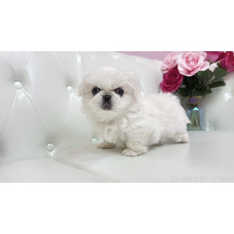 販売中の埼玉県のペキニーズ-439317