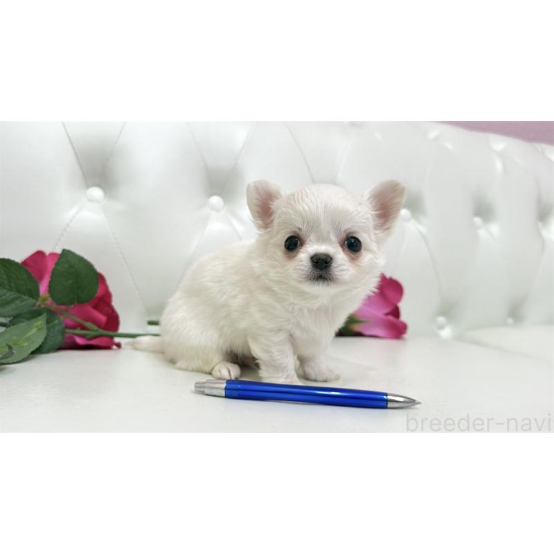 販売中の埼玉県のチワワ(ロングコート)-442283