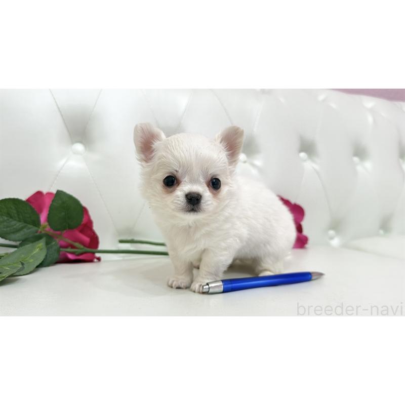 販売中の埼玉県のチワワ(ロングコート)-442283の15枚目