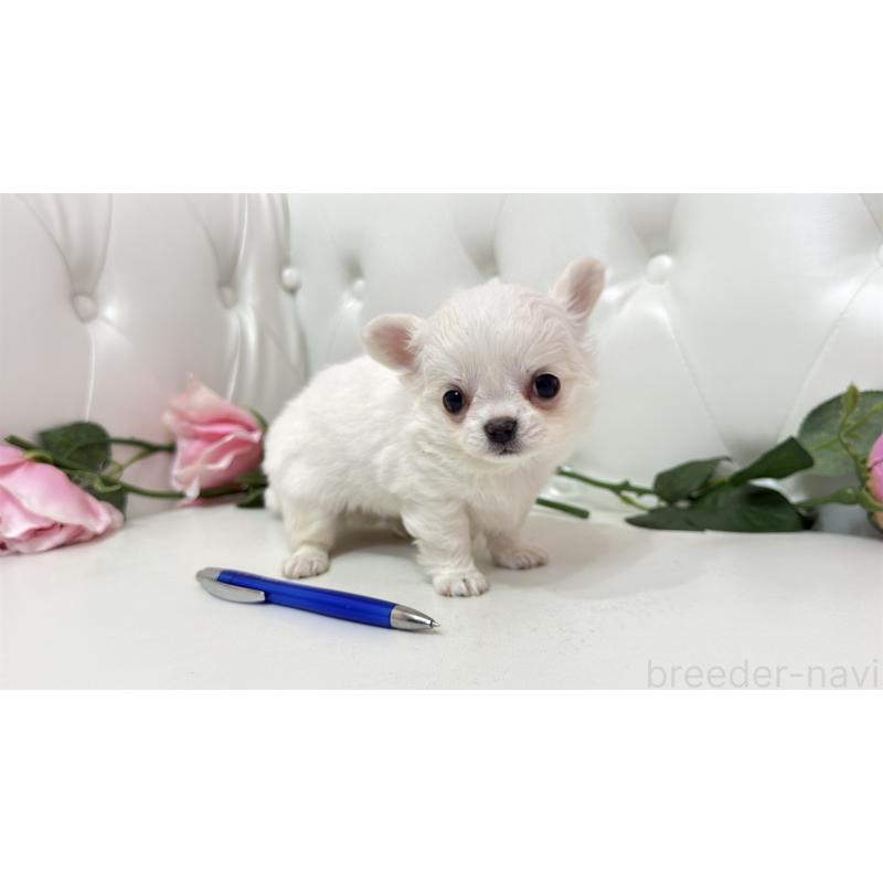 販売中の埼玉県のチワワ(ロングコート)-442283の14枚目