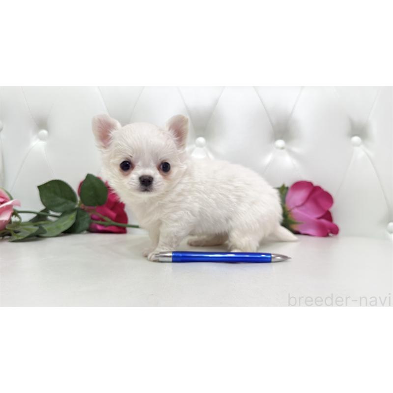 販売中の埼玉県のチワワ(ロングコート)-442283の13枚目