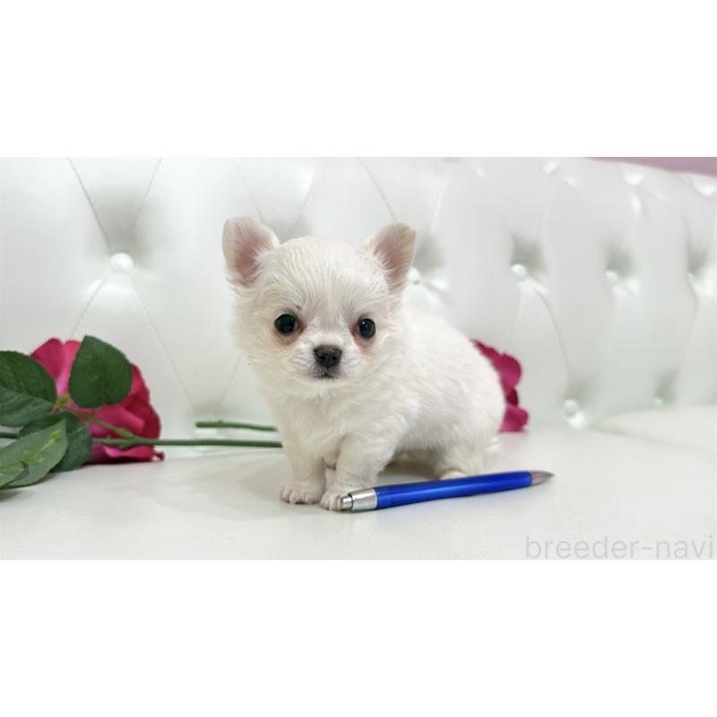 販売中の埼玉県のチワワ(ロングコート)-442283の12枚目