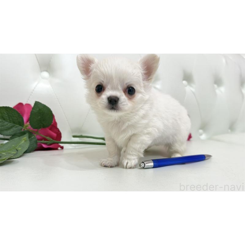 販売中の埼玉県のチワワ(ロングコート)-442283の10枚目