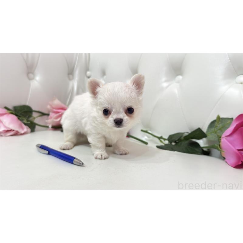 販売中の埼玉県のチワワ(ロングコート)-442283の9枚目