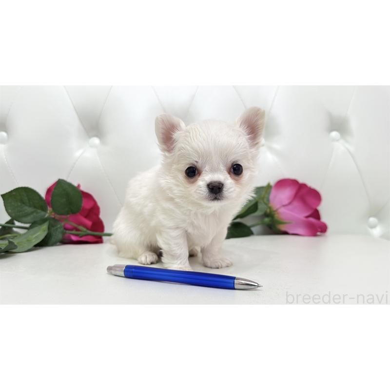 販売中の埼玉県のチワワ(ロングコート)-442283の8枚目