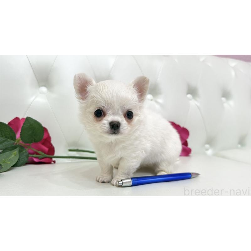 販売中の埼玉県のチワワ(ロングコート)-442283の6枚目