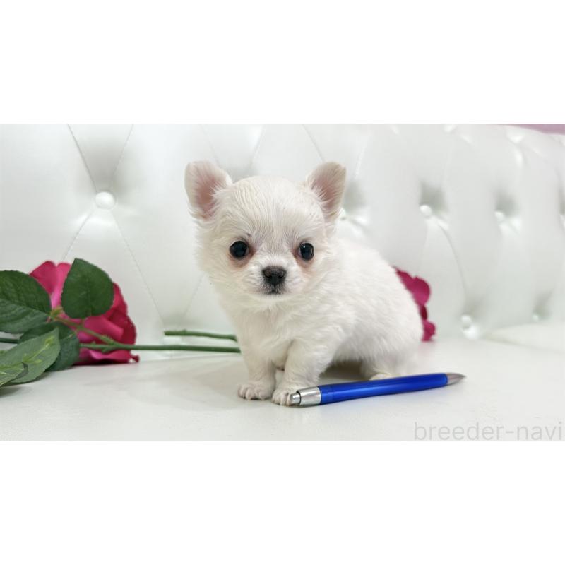 販売中の埼玉県のチワワ(ロングコート)-442283の4枚目