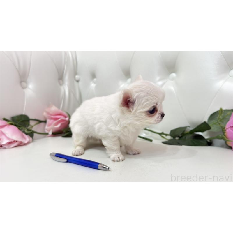 販売中の埼玉県のチワワ(ロングコート)-442283の3枚目