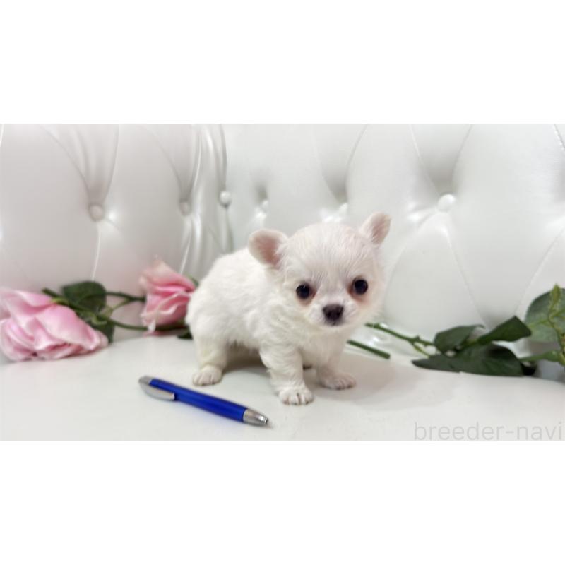 販売中の埼玉県のチワワ(ロングコート)-442283の2枚目