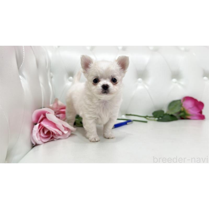 販売中の埼玉県のチワワ(ロングコート)-442285の1枚目