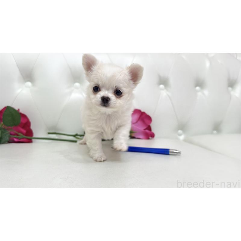 販売中の埼玉県のチワワ(ロングコート)-442285の15枚目