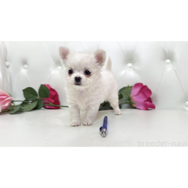 販売中の埼玉県のチワワ(ロングコート)-442285の14枚目