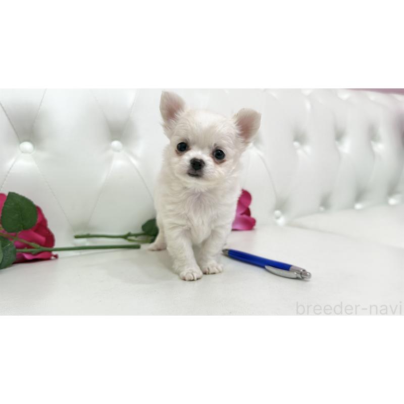 販売中の埼玉県のチワワ(ロングコート)-442285の13枚目