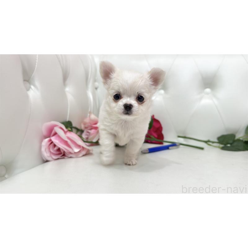 販売中の埼玉県のチワワ(ロングコート)-442285の12枚目