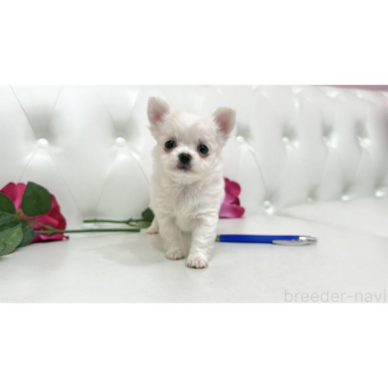 販売中の埼玉県のチワワ(ロングコート)-442285の9枚目