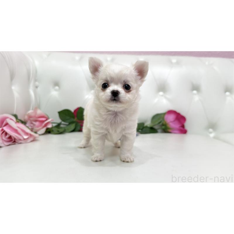 販売中の埼玉県のチワワ(ロングコート)-442285の7枚目