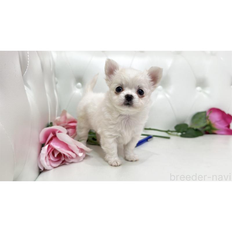 販売中の埼玉県のチワワ(ロングコート)-442285の6枚目