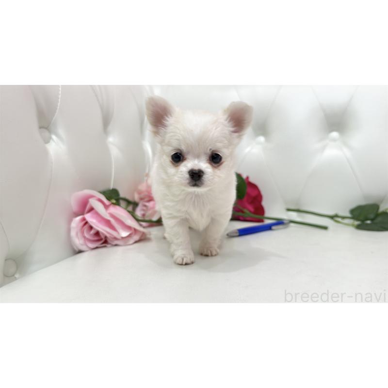 販売中の埼玉県のチワワ(ロングコート)-442285の5枚目