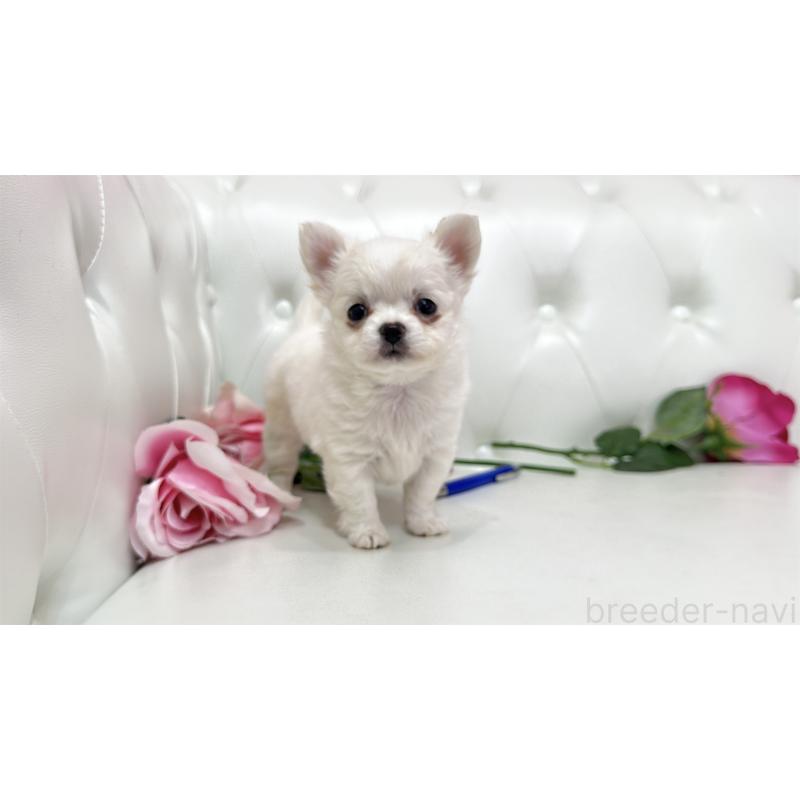 販売中の埼玉県のチワワ(ロングコート)-442285の4枚目