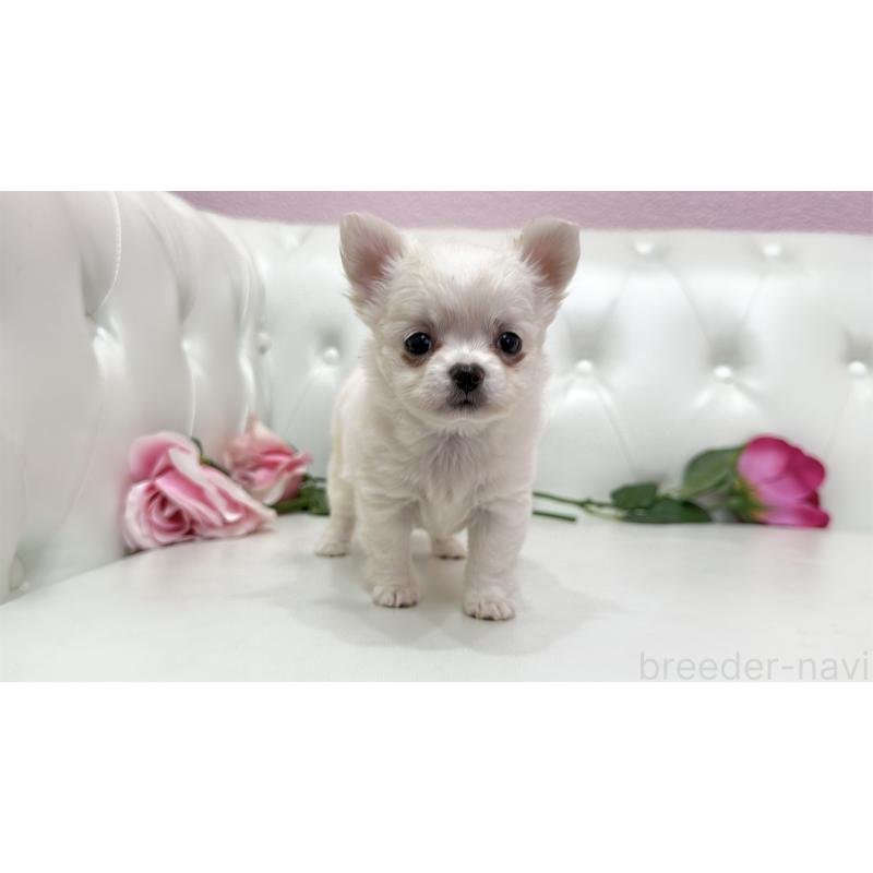 販売中の埼玉県のチワワ(ロングコート)-442285の3枚目