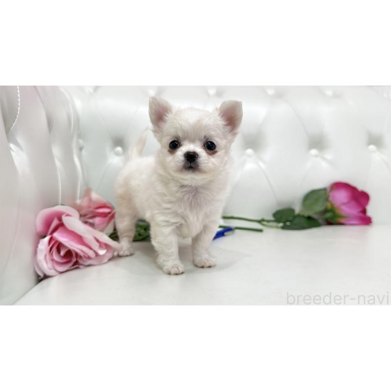 販売中の埼玉県のチワワ(ロングコート)-442285の2枚目