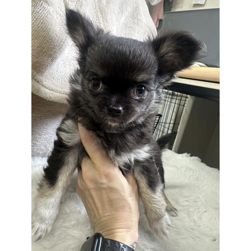 販売中の千葉県のチワワ(ロングコート)-434981