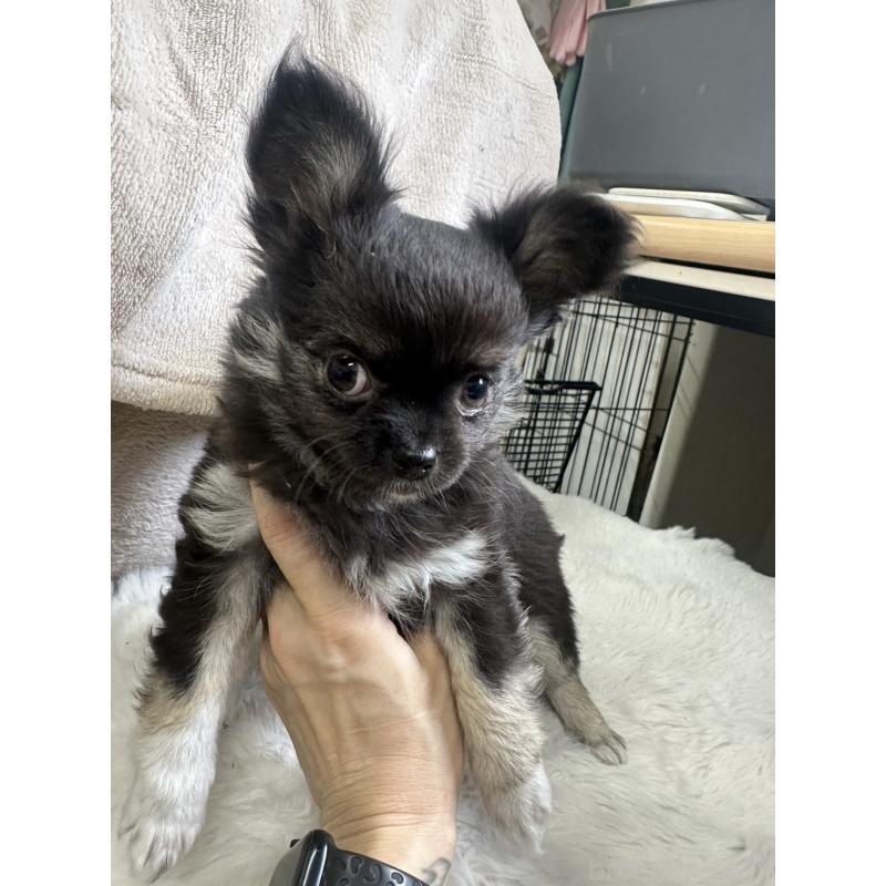 販売中の千葉県のチワワ(ロングコート)-434981の4枚目