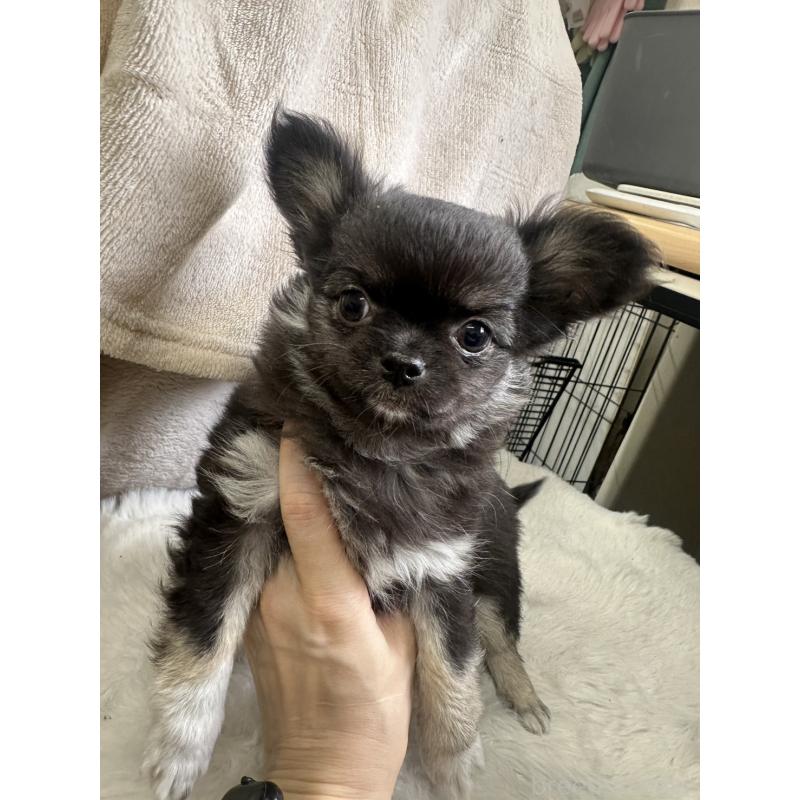 販売中の千葉県のチワワ(ロングコート)-434981の3枚目