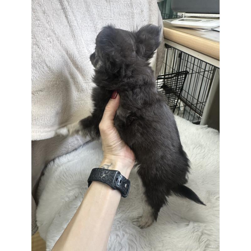 販売中の千葉県のチワワ(ロングコート)-434981の2枚目