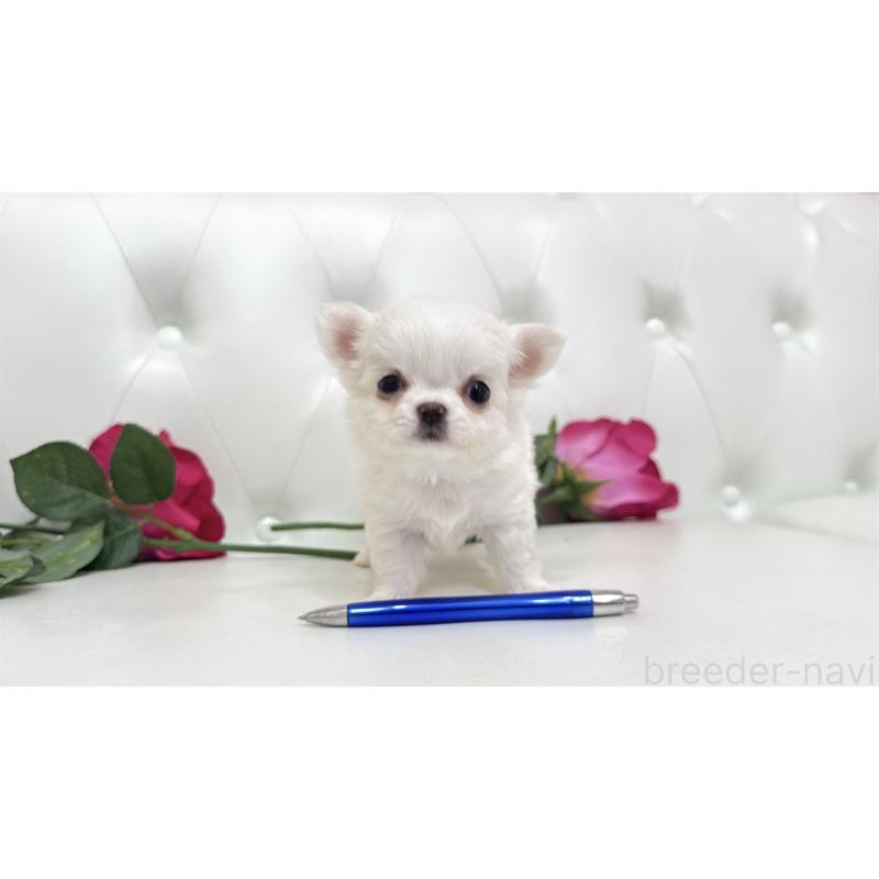 販売中の埼玉県のチワワ(ロングコート)-442286