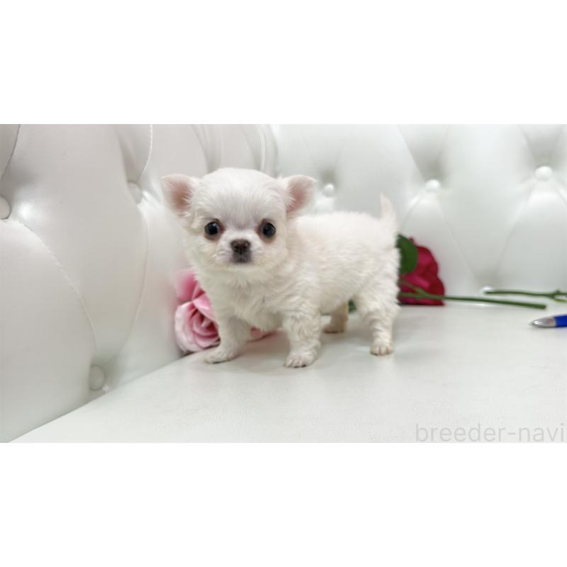 販売中の埼玉県のチワワ(ロングコート)-442286の13枚目