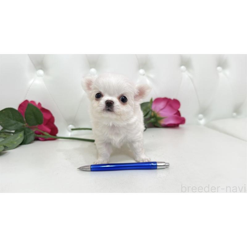 販売中の埼玉県のチワワ(ロングコート)-442286の12枚目