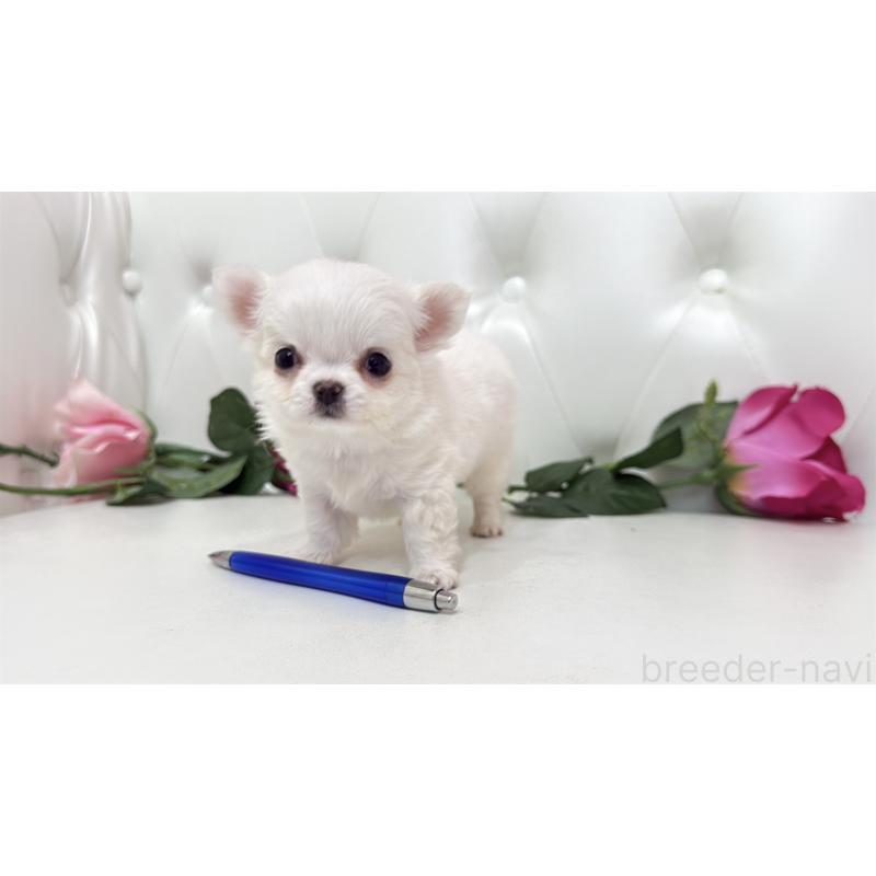 販売中の埼玉県のチワワ(ロングコート)-442286の11枚目