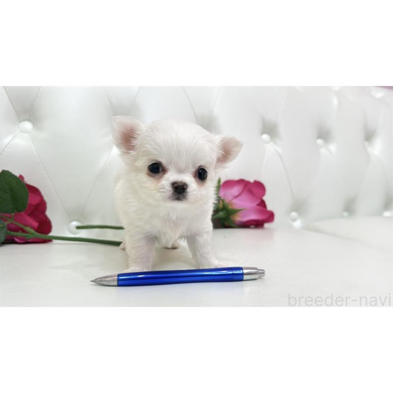 販売中の埼玉県のチワワ(ロングコート)-442286の9枚目