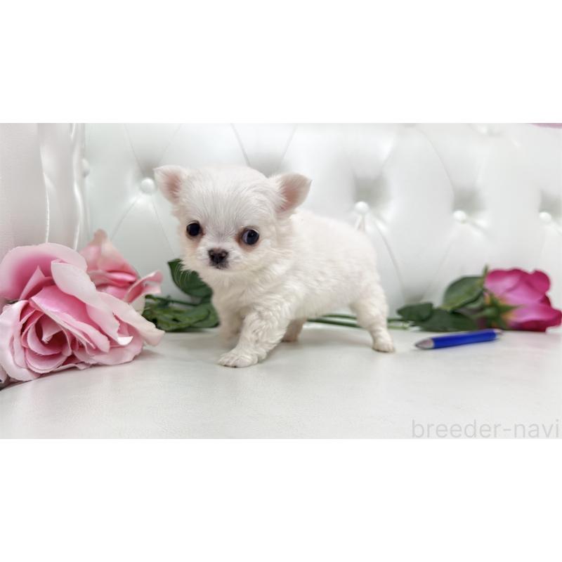 販売中の埼玉県のチワワ(ロングコート)-442286の8枚目