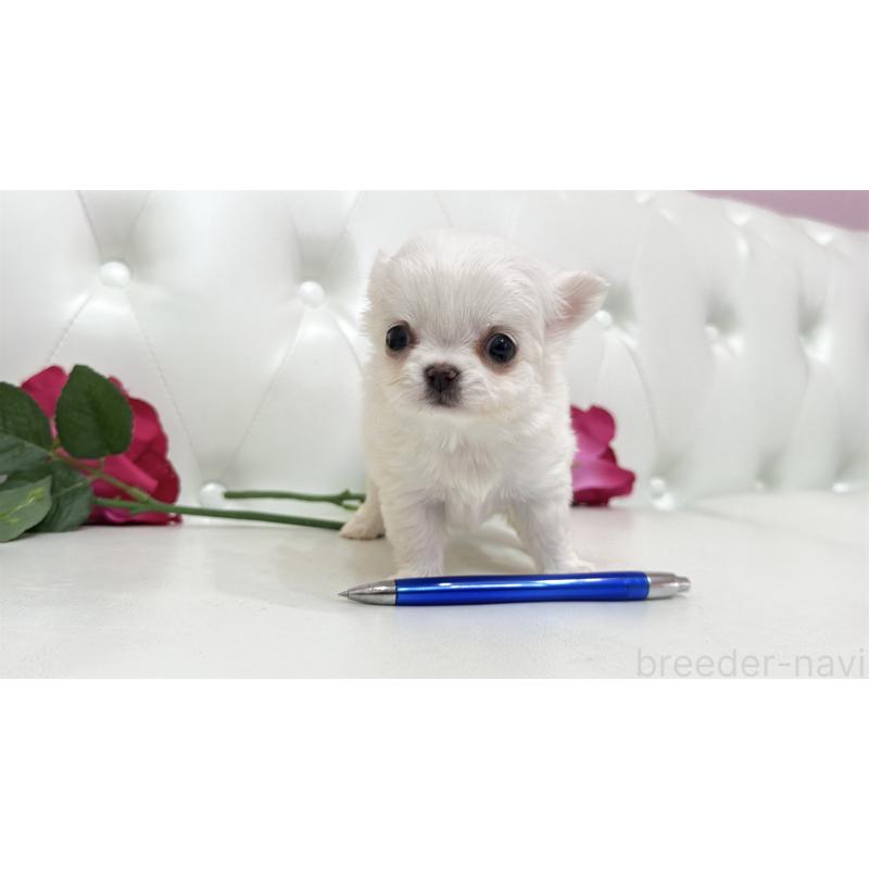 販売中の埼玉県のチワワ(ロングコート)-442286の7枚目