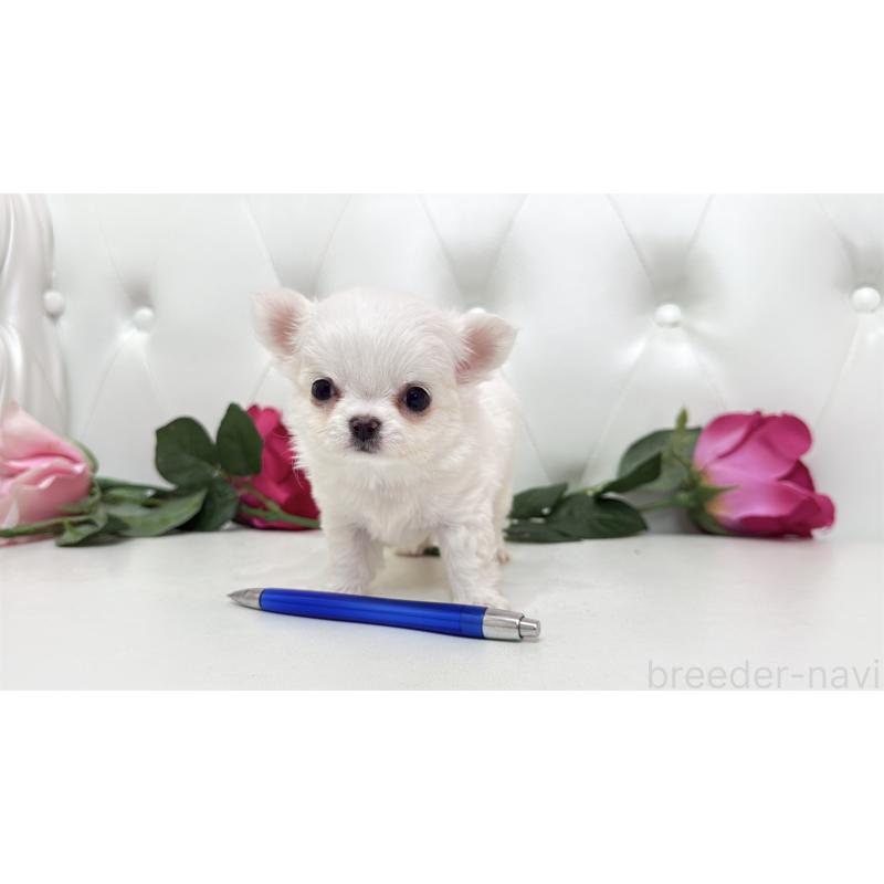 販売中の埼玉県のチワワ(ロングコート)-442286の5枚目