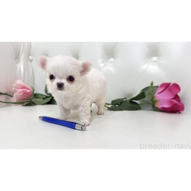 販売中の埼玉県のチワワ(ロングコート)-442286の4枚目