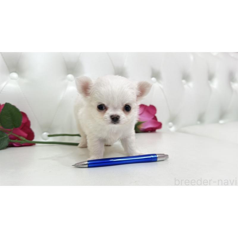 販売中の埼玉県のチワワ(ロングコート)-442286の3枚目