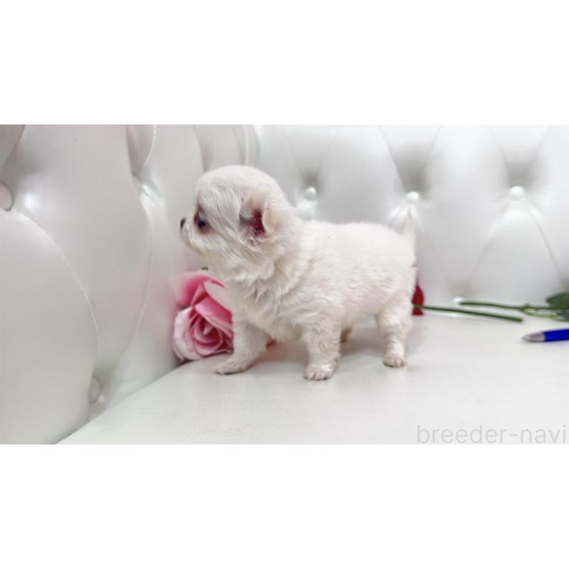 販売中の埼玉県のチワワ(ロングコート)-442286の2枚目