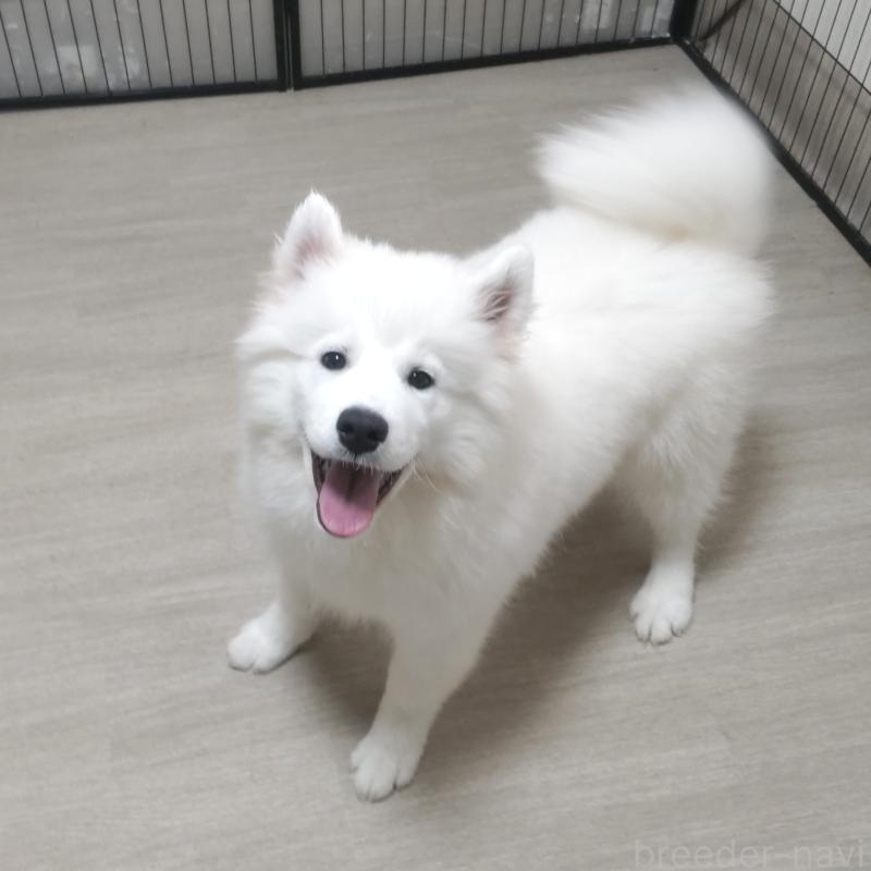 販売中の京都府のサモエド-424226