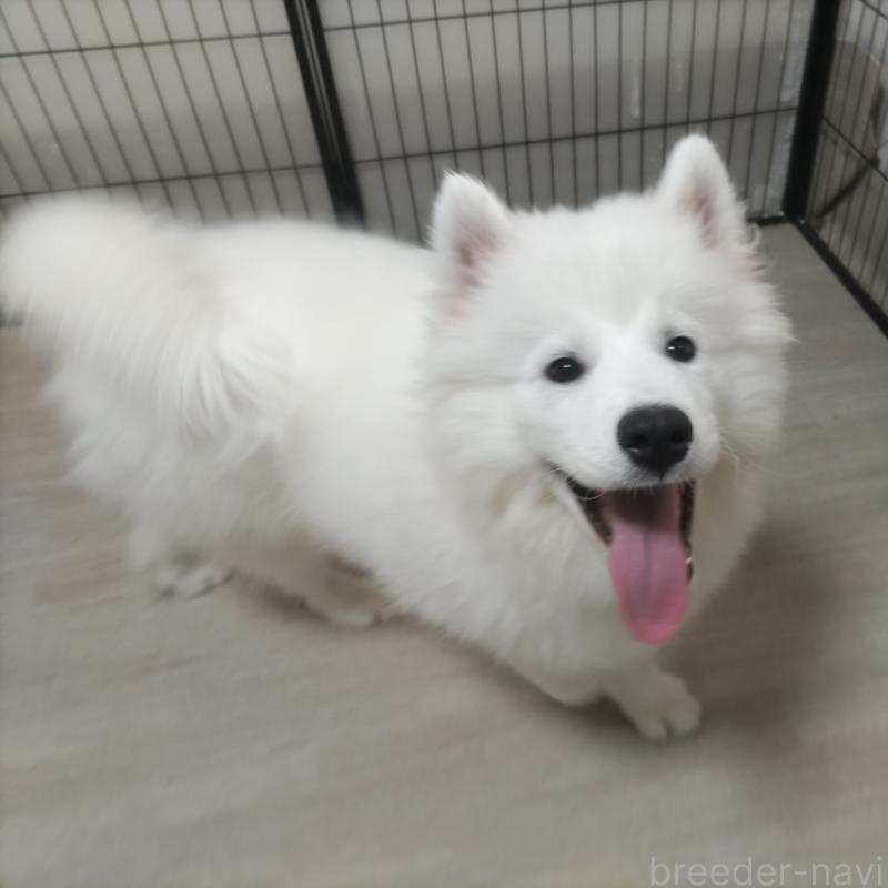 販売中の京都府のサモエド-424226の2枚目