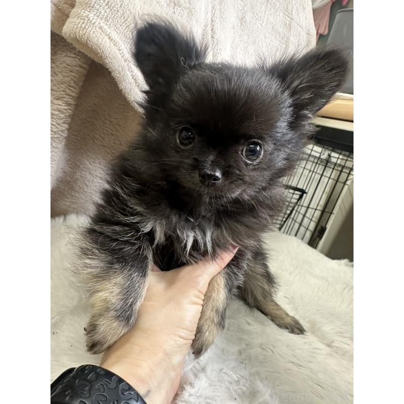 販売中の千葉県のチワワ(ロングコート)-434985