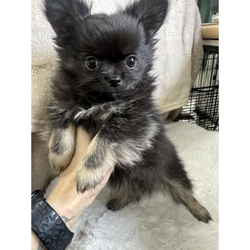 販売中の千葉県のチワワ(ロングコート)-434985の4枚目