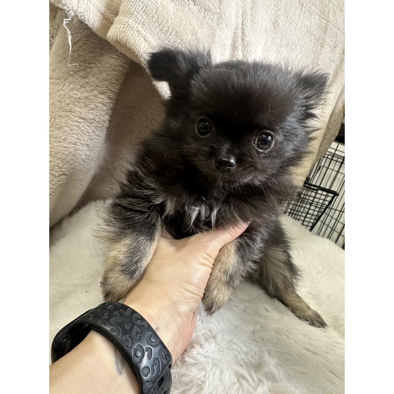 販売中の千葉県のチワワ(ロングコート)-434985の3枚目